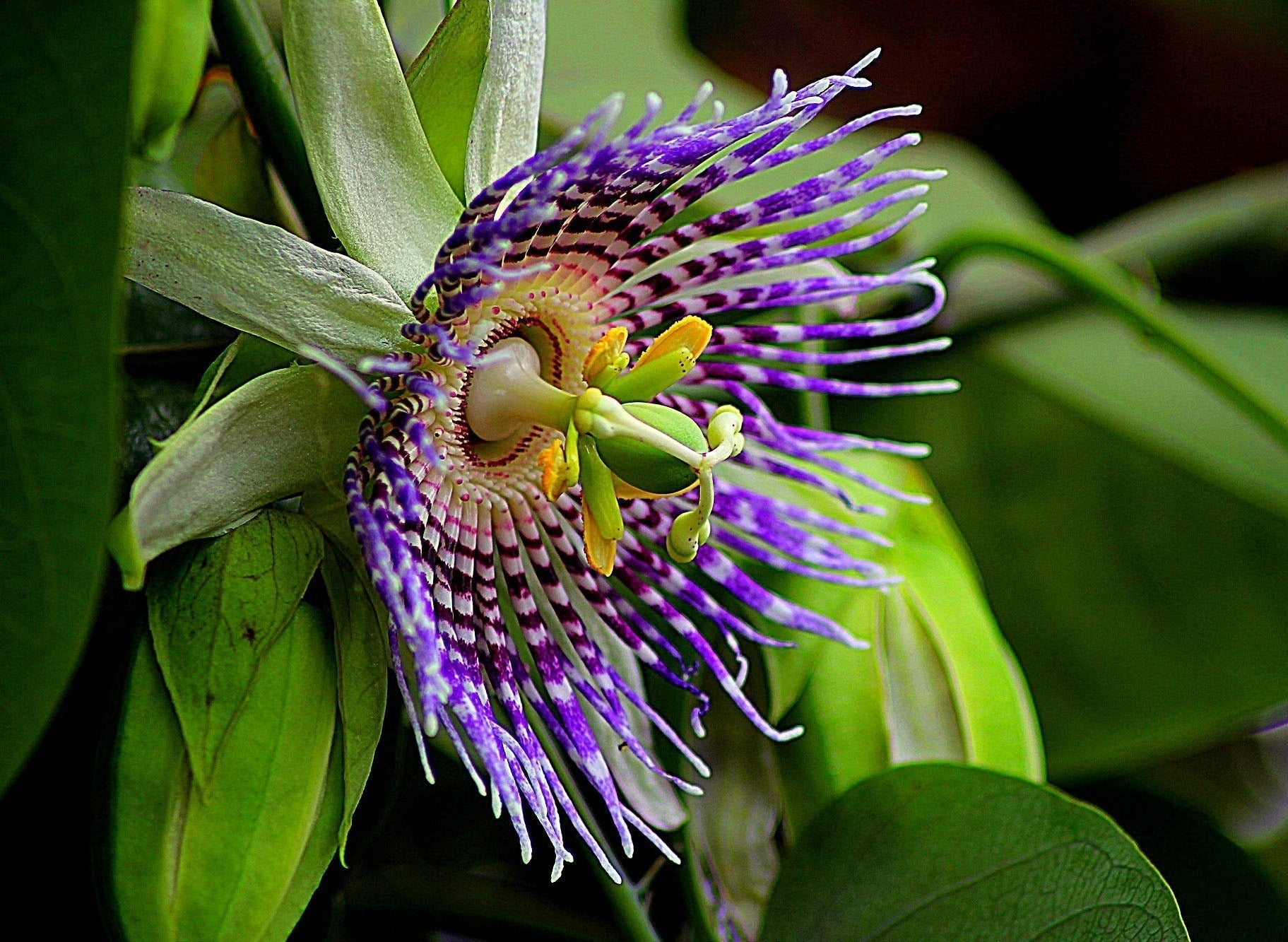 How Passiflora Supports Anxiety and Sleep – Meet Our Sleep Well Gummies